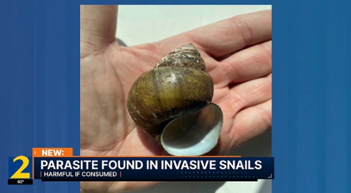 A recent cooperative study between Dr. Tyler Achatz, assistant professor of biology at MGA, and the Georgia Department of Natural Resources’ Wildlife Resources Division found that two species of invasive aquatic snail species can potentially cause illness to humans and harm Georgia wildlife.